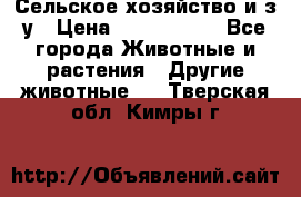 Сельское хозяйство и з/у › Цена ­ 2 500 000 - Все города Животные и растения » Другие животные   . Тверская обл.,Кимры г.